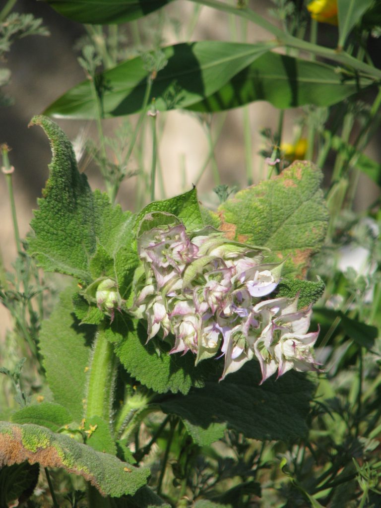 Salvia_sclarea_buds_up1