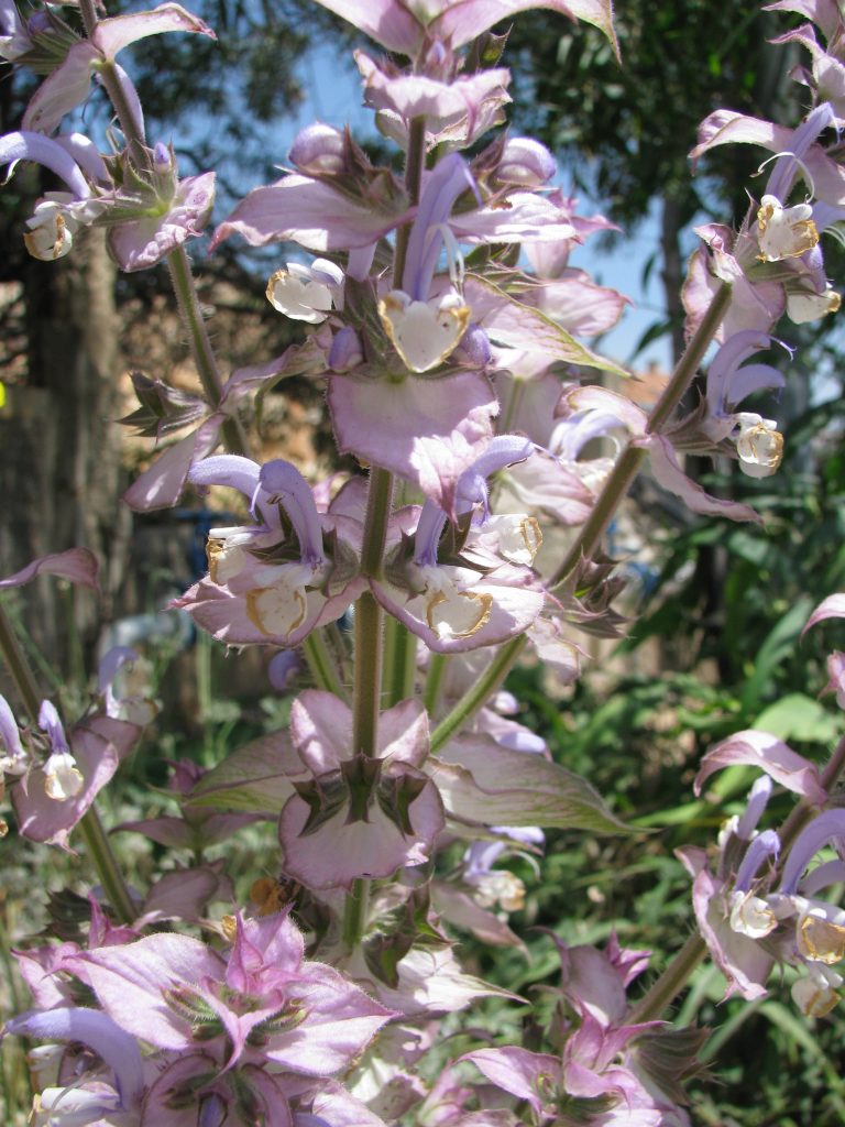 Salvia_sclarea_flowers_up1