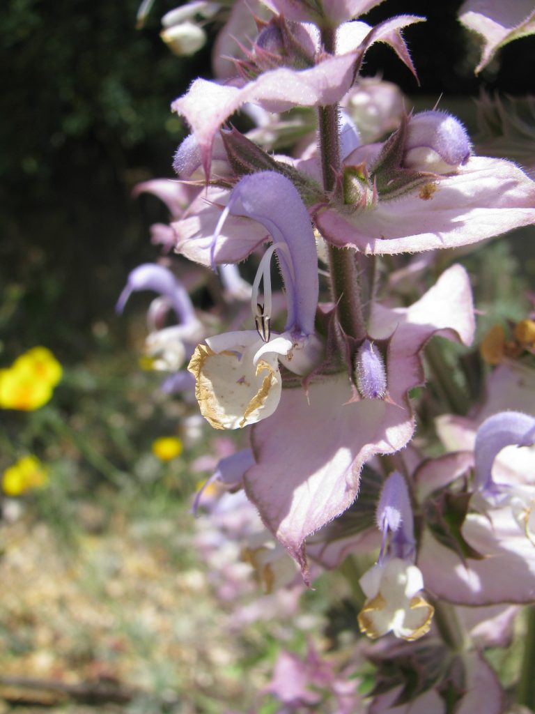 Salvia_sclarea_flowers_up2