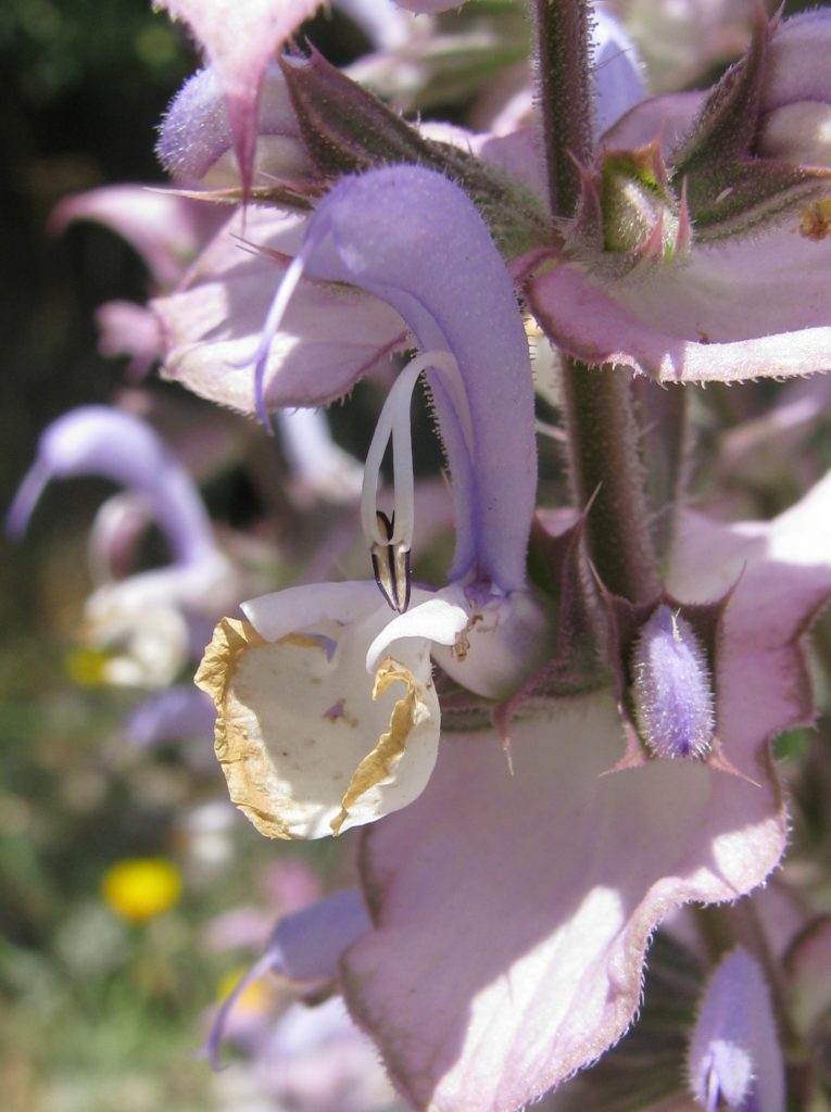 Salvia_sclarea_flowers_up2_cut_up