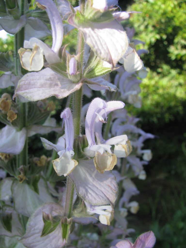 Salvia_sclarea_flowers_up3