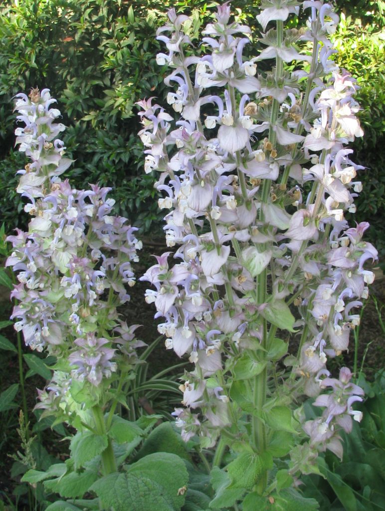 Salvia_sclarea_full_up4_cut_up