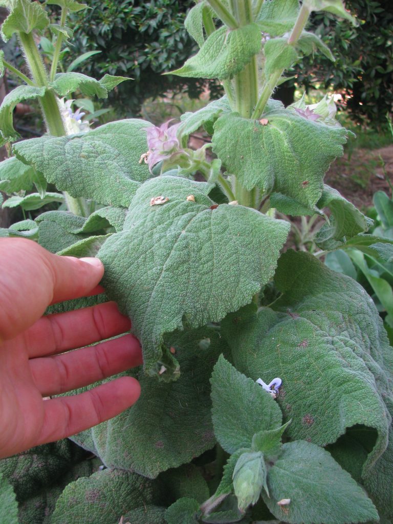 Salvia_sclarea_leaves_up1