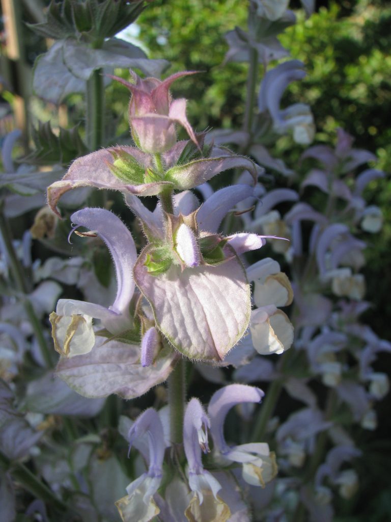 Salvia_sclarea_young_flowers_up1