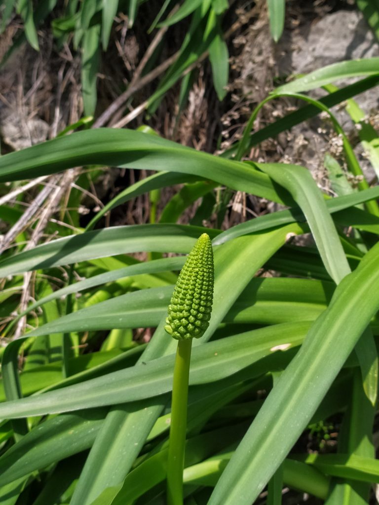 Scilla_hyacinthoides_buds_up