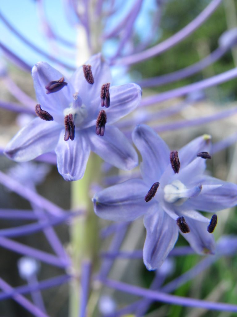 Scilla_hyacinthoides_flowers_close_up