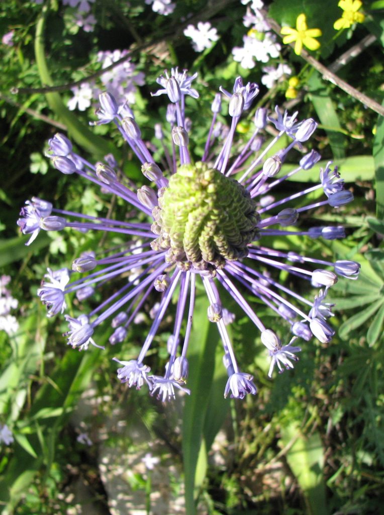 Scilla_hyacinthoides_flowers_from_above_cut