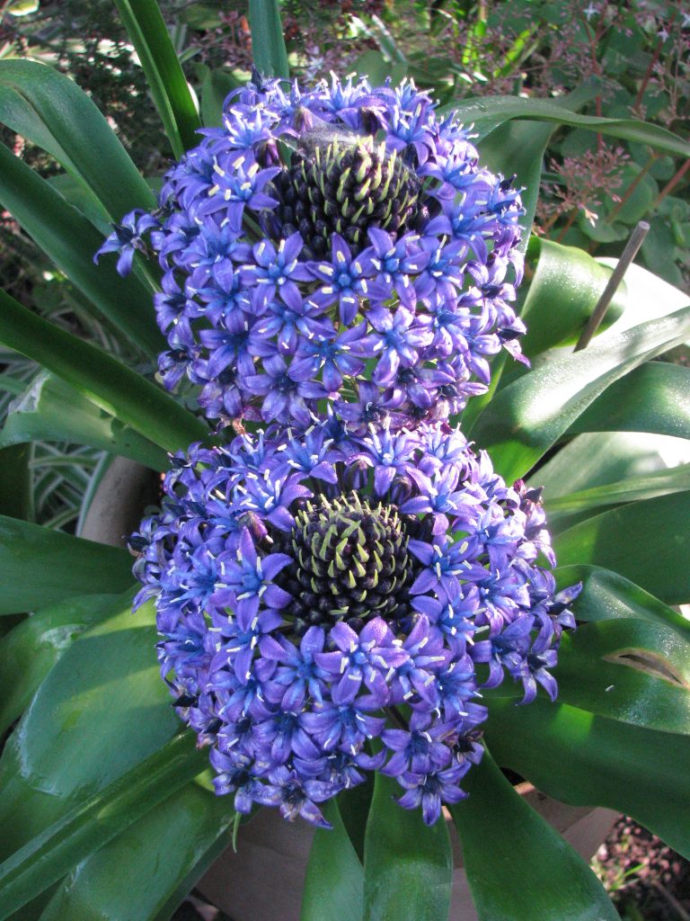 Scilla_peruviana_flowers_up2