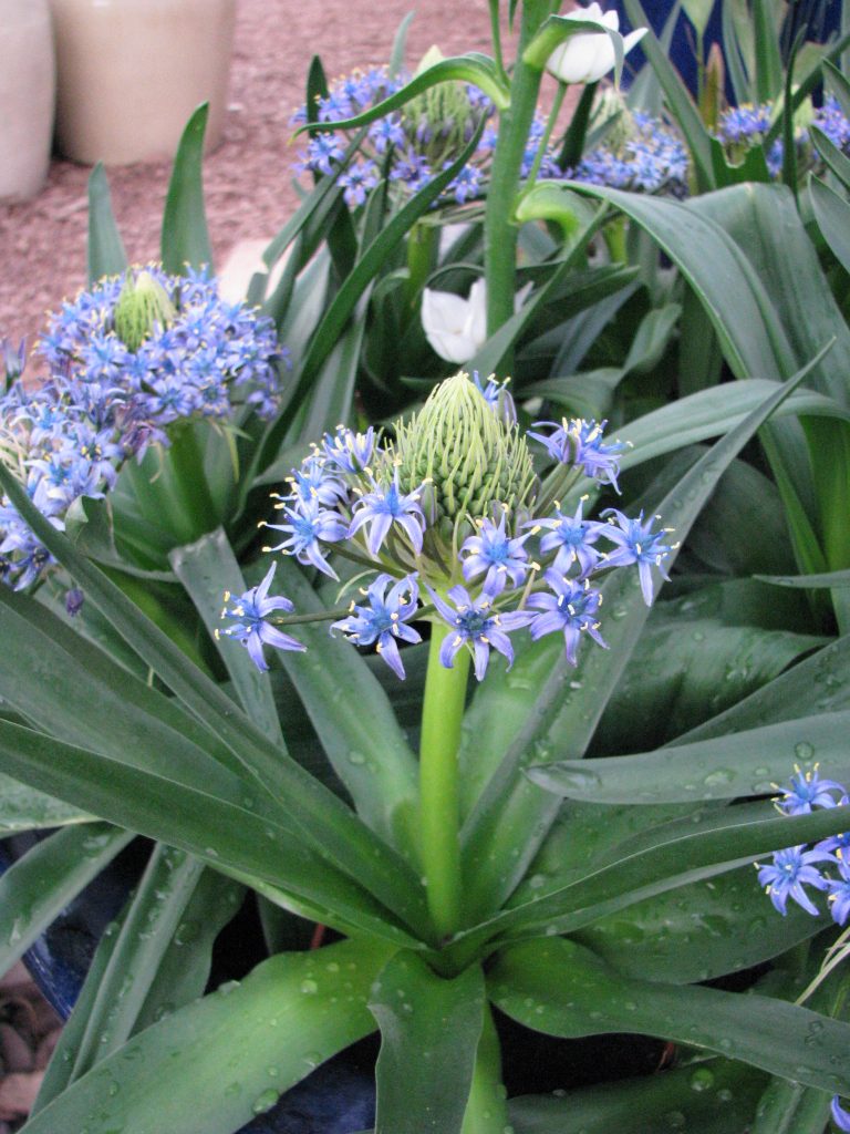 Scilla_peruviana_young_flowers_up1