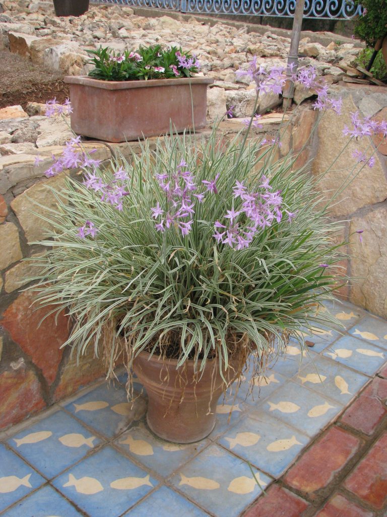 Tulbaghia_violacea_Silver_Lace_full_pot_up1