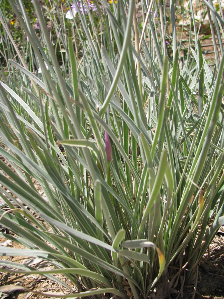 Tulbaghia_violacea_Silver_Lace_leaves_up1