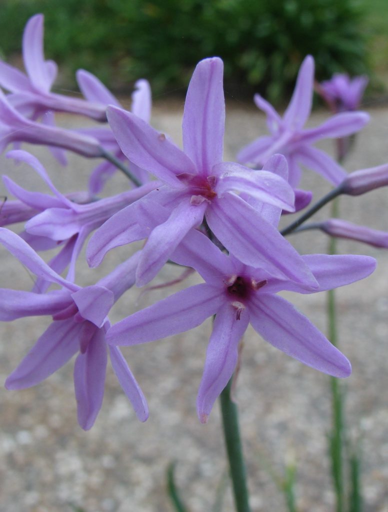 Tulbaghia_violacea_flowrs1_cut_up