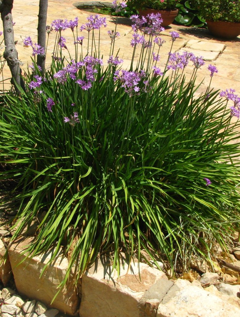 Tulbaghia_violacea_full1_cut_up