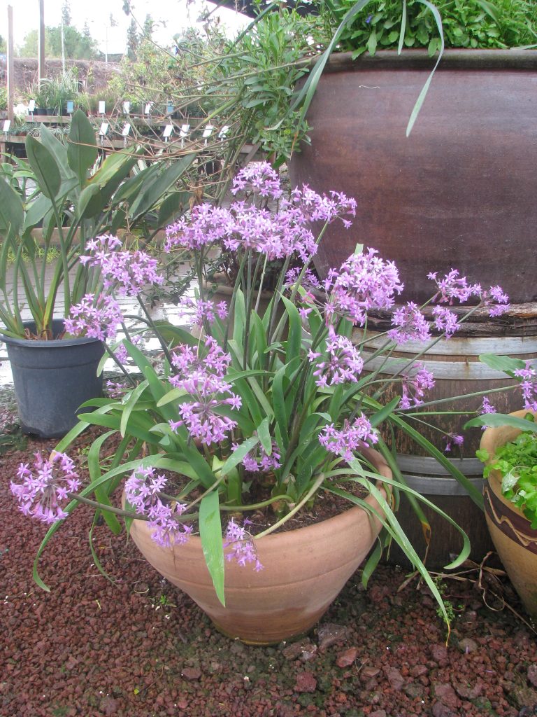 tulbaghia_simmleri_full_pot_up