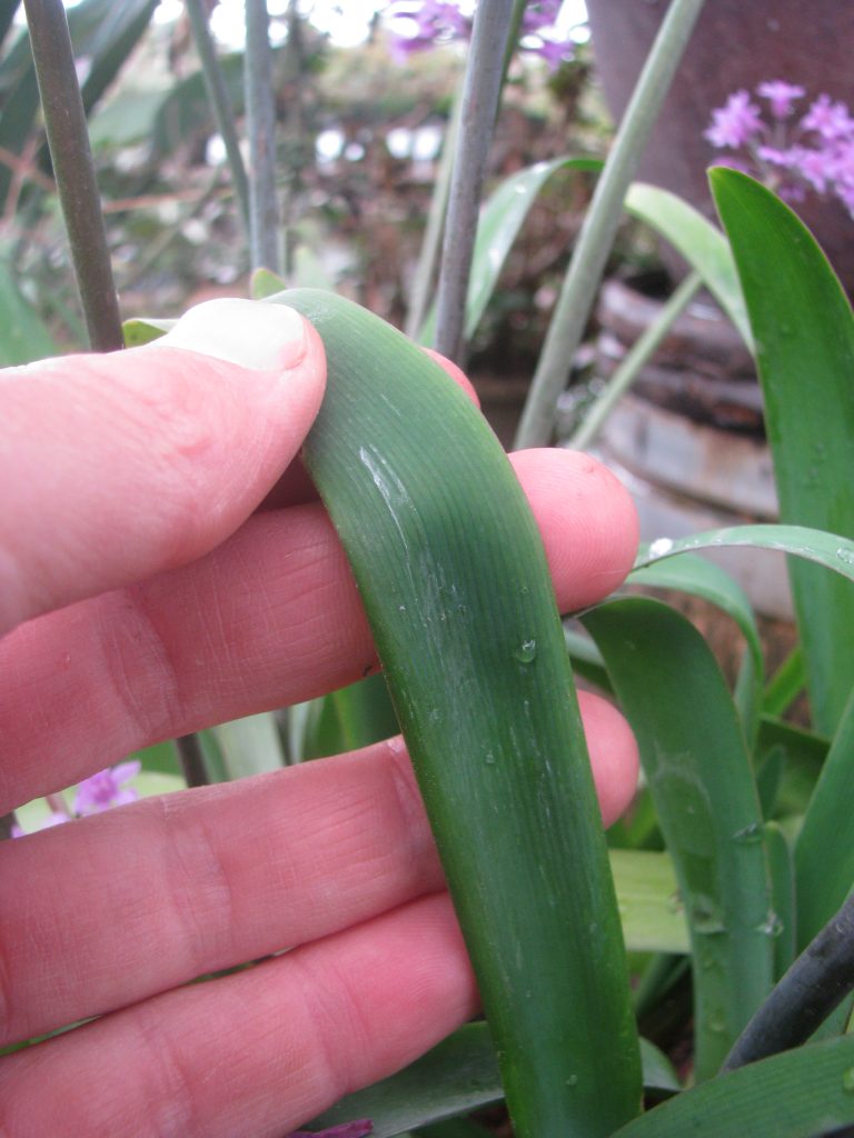 tulbaghia_simmleri_leaves_up1