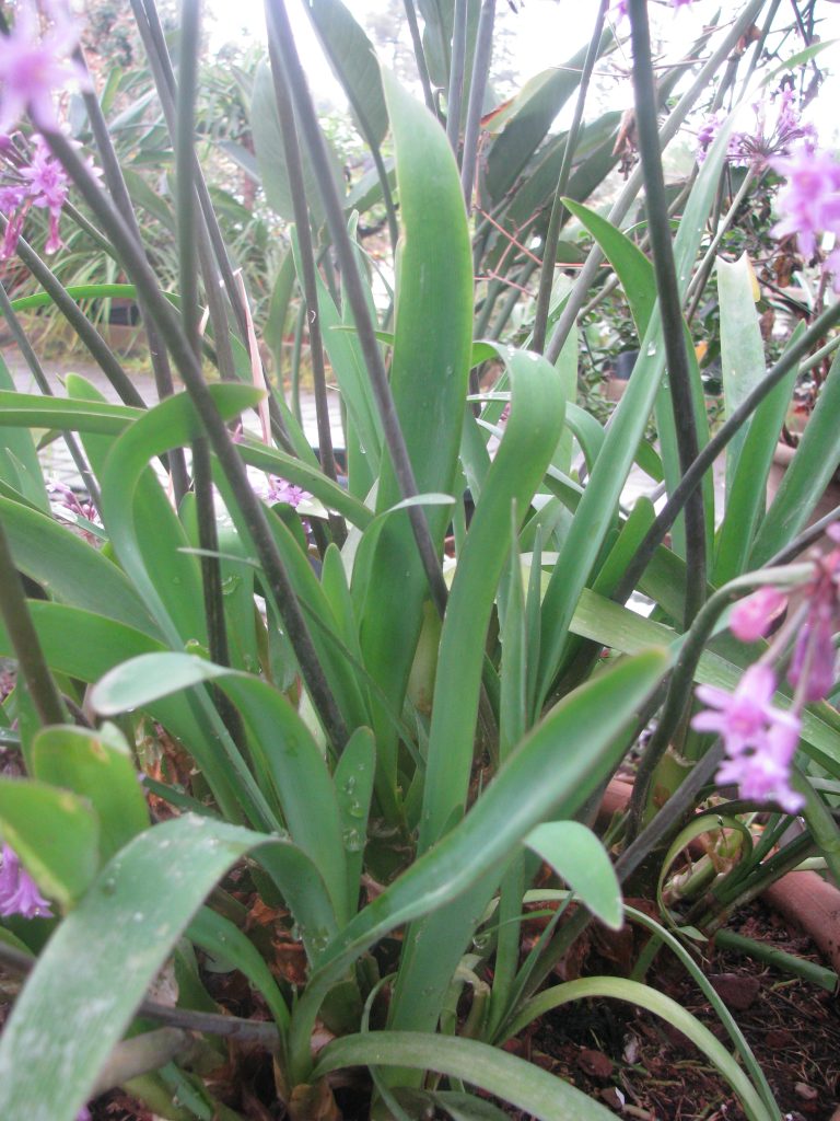 tulbaghia_simmleri_leaves_up2