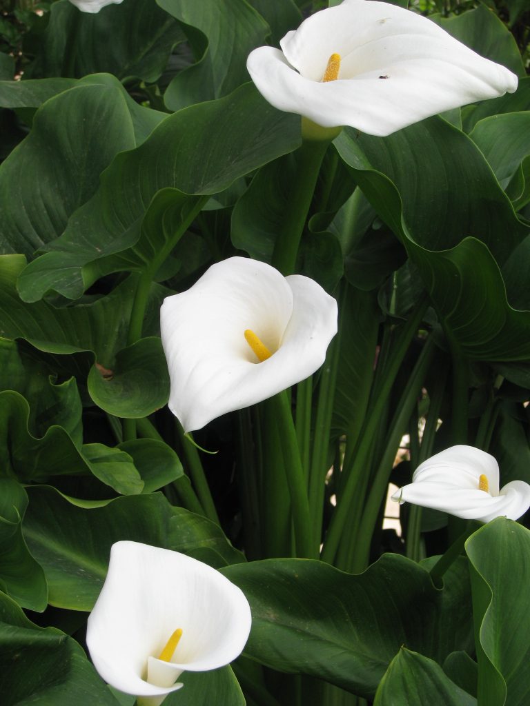 zantedeschia_aethiopica_flowers_up1