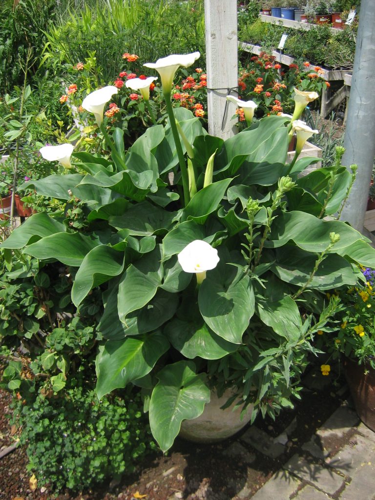 zantedeschia_aethiopica_full_pot_up1