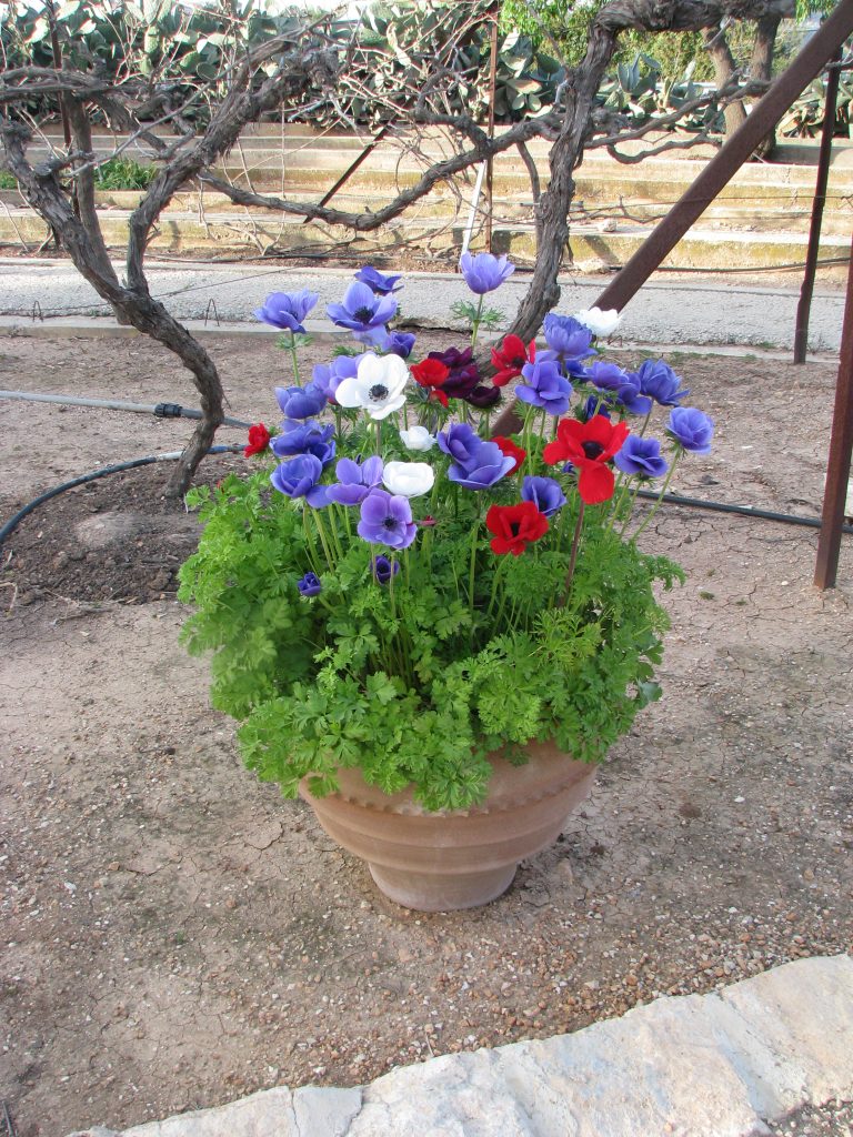 Anemone_coronaria_cultivars_Many_flowers_up1