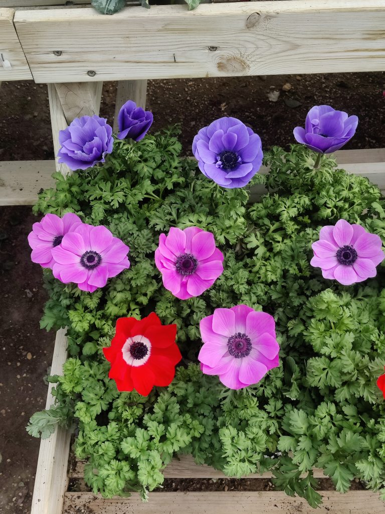 Anemone_coronaria_cultivars_Many_flowers_up2