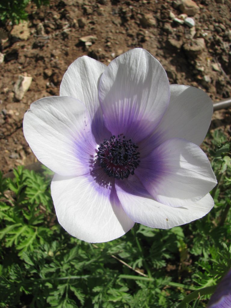 Anemone_coronaria_cultivars_flower_light_purple_up1