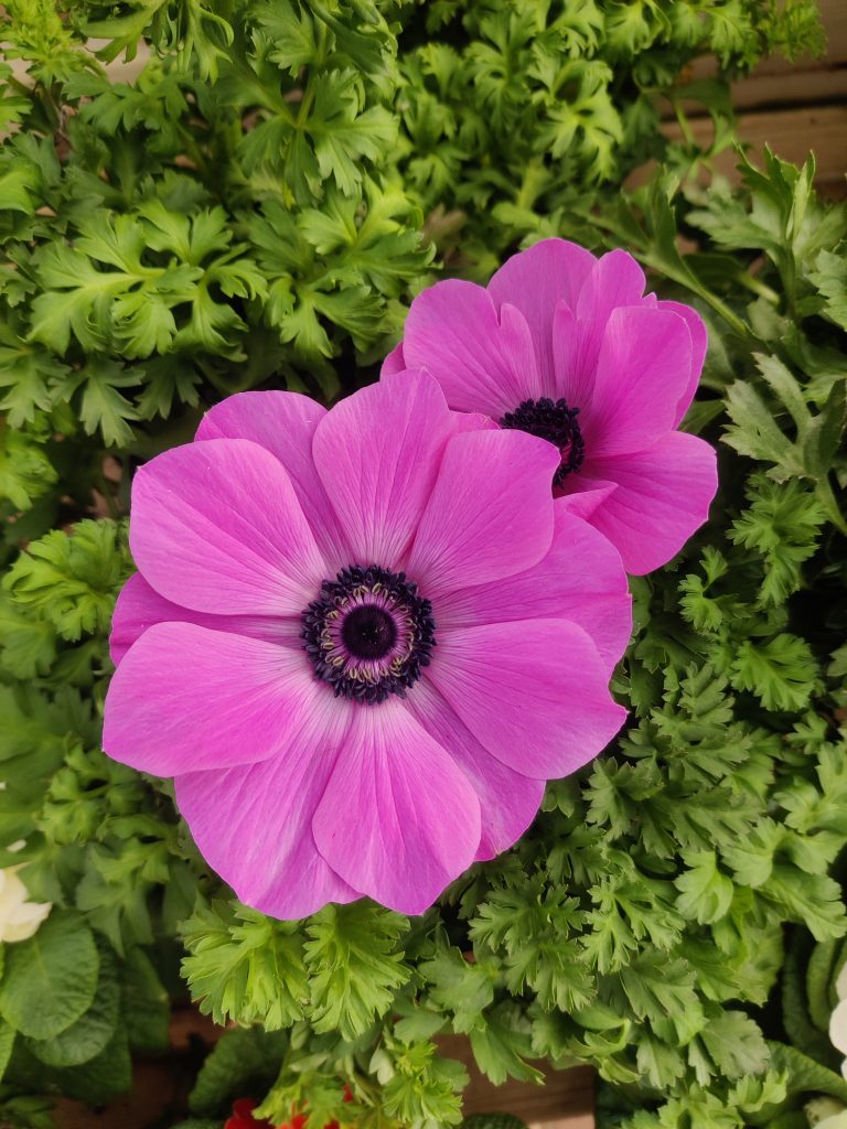 Anemone_coronaria_cultivars_flower_pink_up1