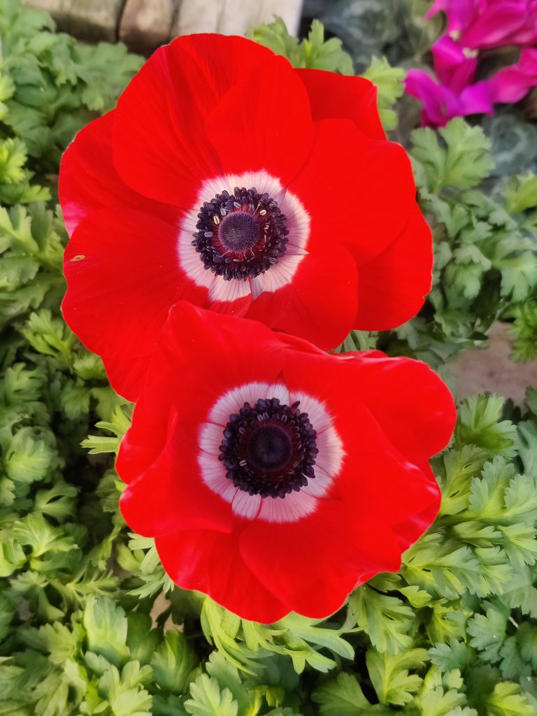 Anemone_coronaria_cultivars_flower_red_up1