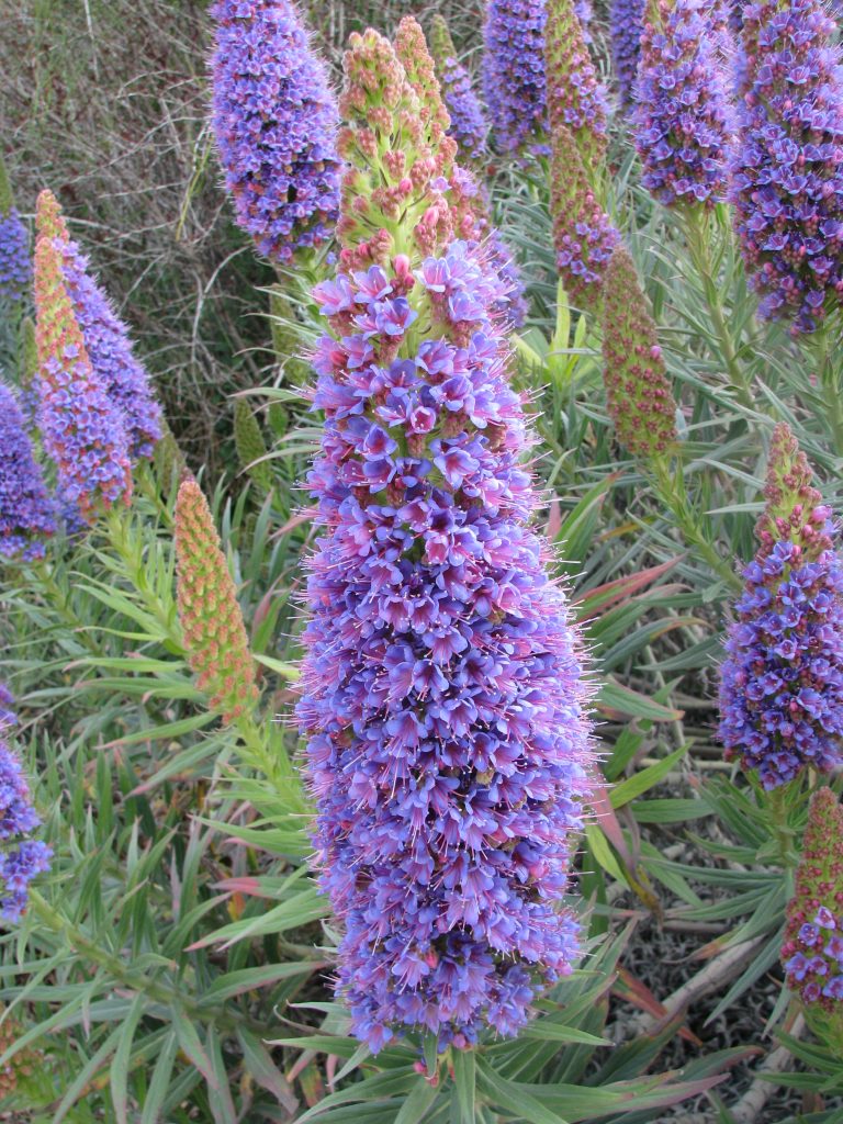 Echium_fastuosum_flower_spike_up1