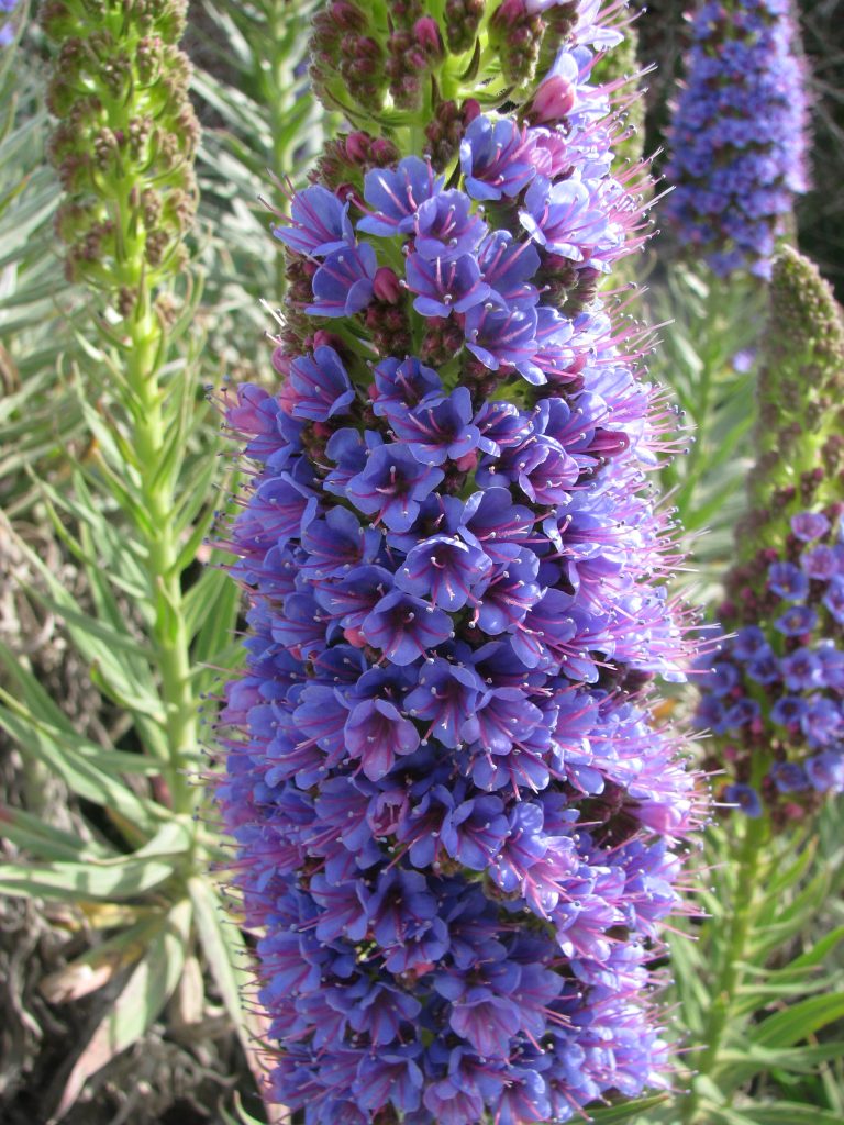 Echium_fastuosum_flower_spike_up3