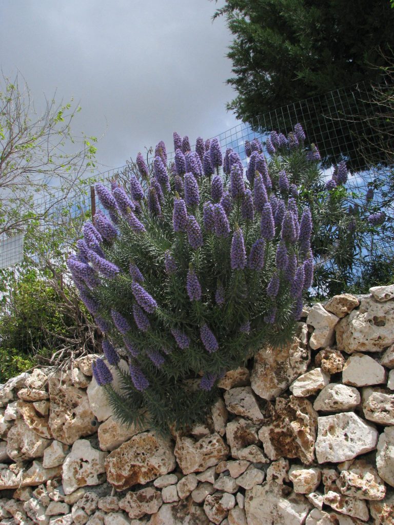 Echium_fastuosum_full_up2