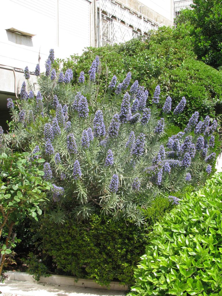 Echium_fastuosum_full_up3