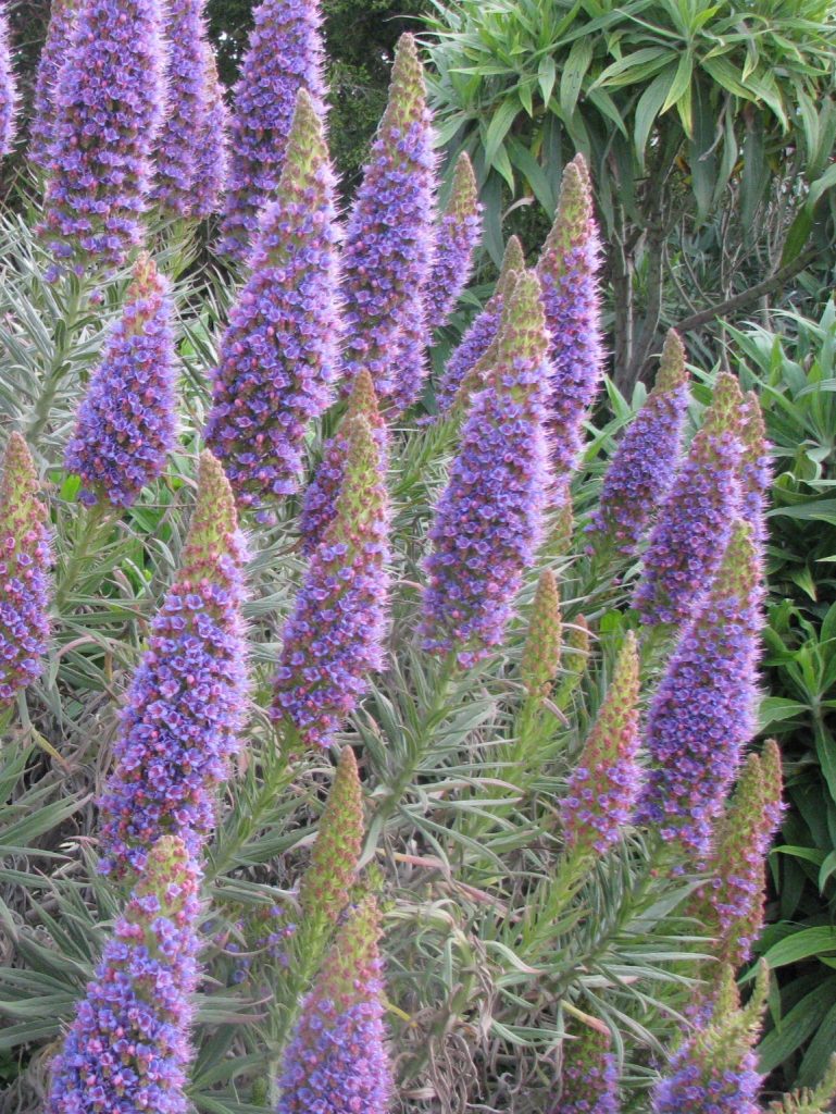 Echium_fastuosum_many_flower_spikes1_cut_up