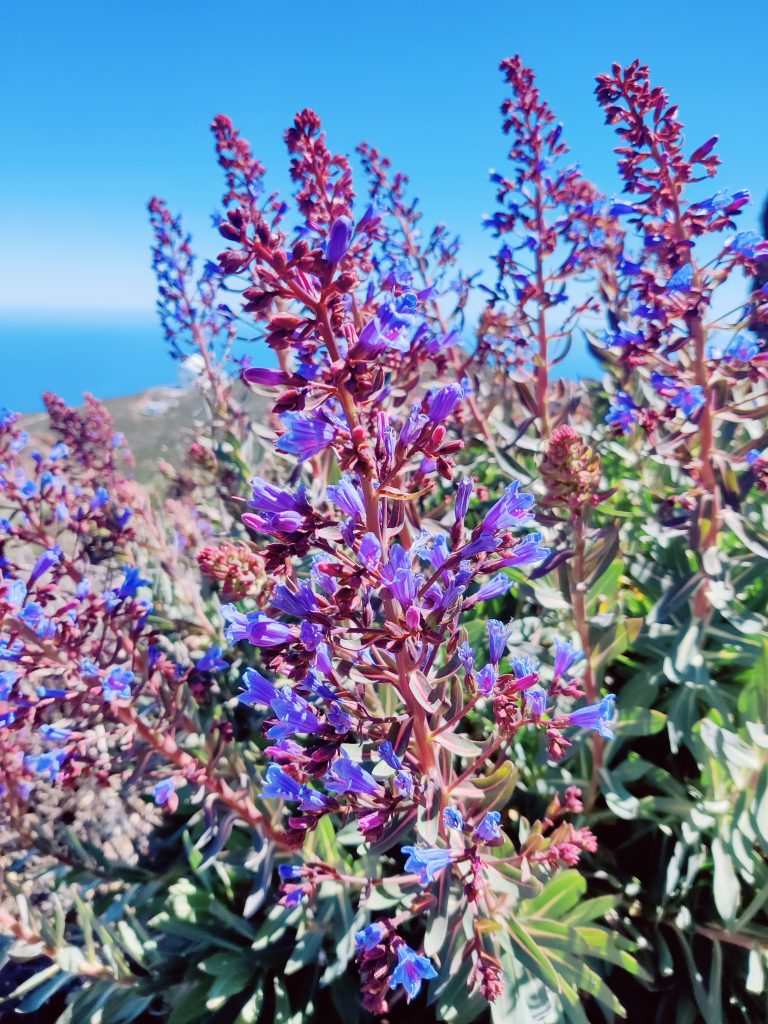 Echium_gentianoides_flowers_up1