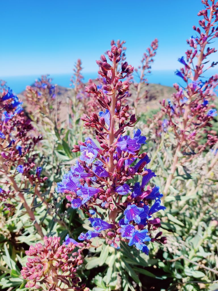 Echium_gentianoides_flowers_up3