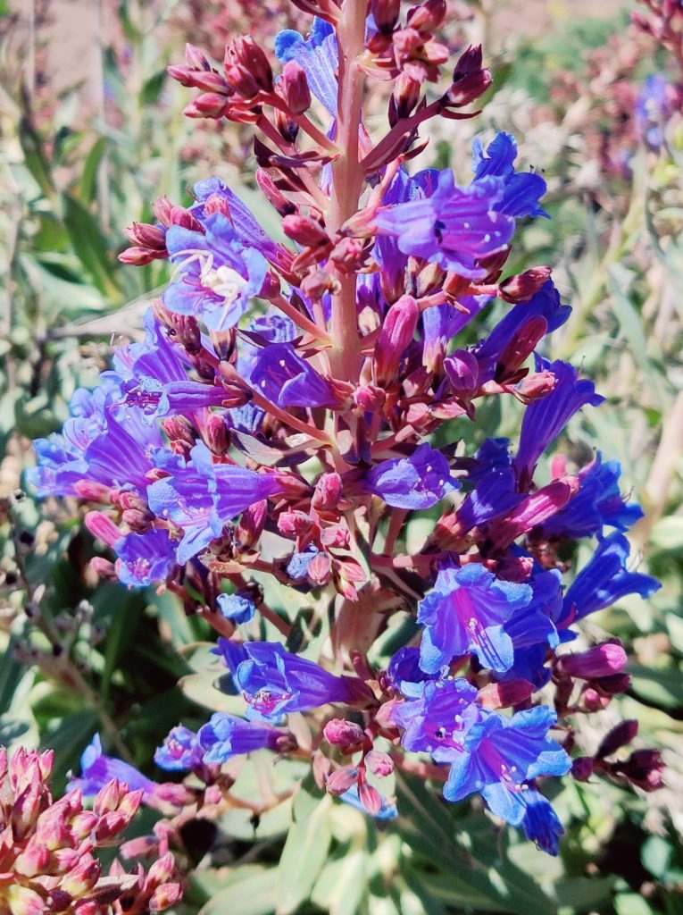 Echium_gentianoides_flowers_up3_cut_up