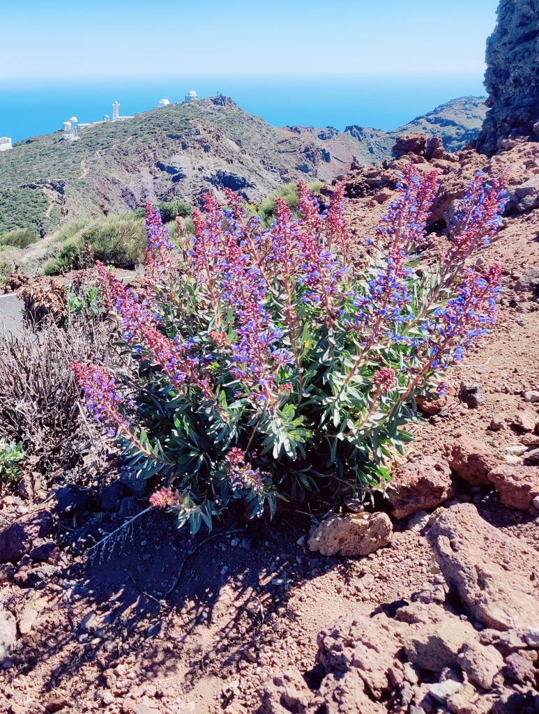 Echium_gentianoides_full3_cut_up