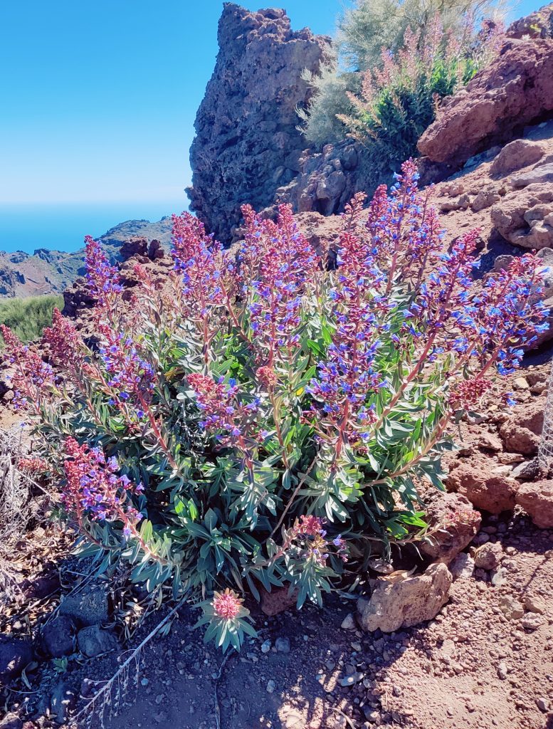 Echium_gentianoides_full4_cut_up