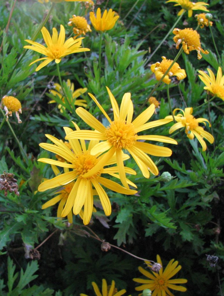 Euryops_chrysanthemoides_flowers3_cut_up