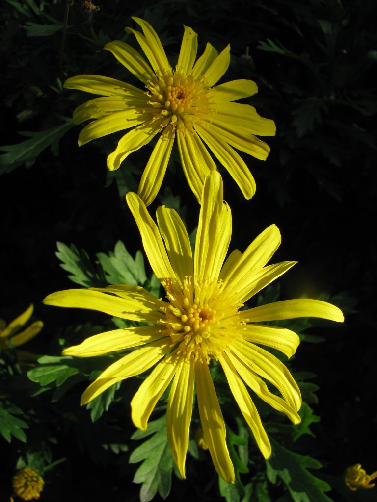 Euryops_chrysanthemoides_flowers_up1