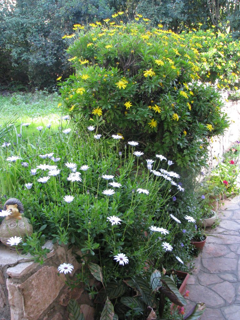 Euryops_chrysanthemoides_full_up1