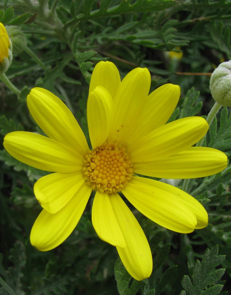 Euryops_pectinatus_flower1_cut_up