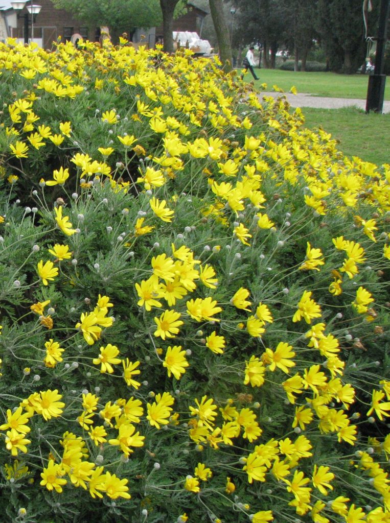 Euryops_pectinatus_many_flowers2_cut_up