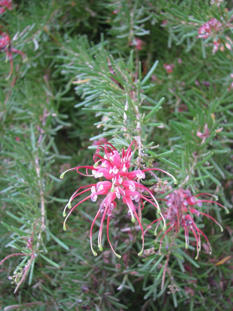 Grevillea_obtusifolia_Gingin_Gem_flowers_up1