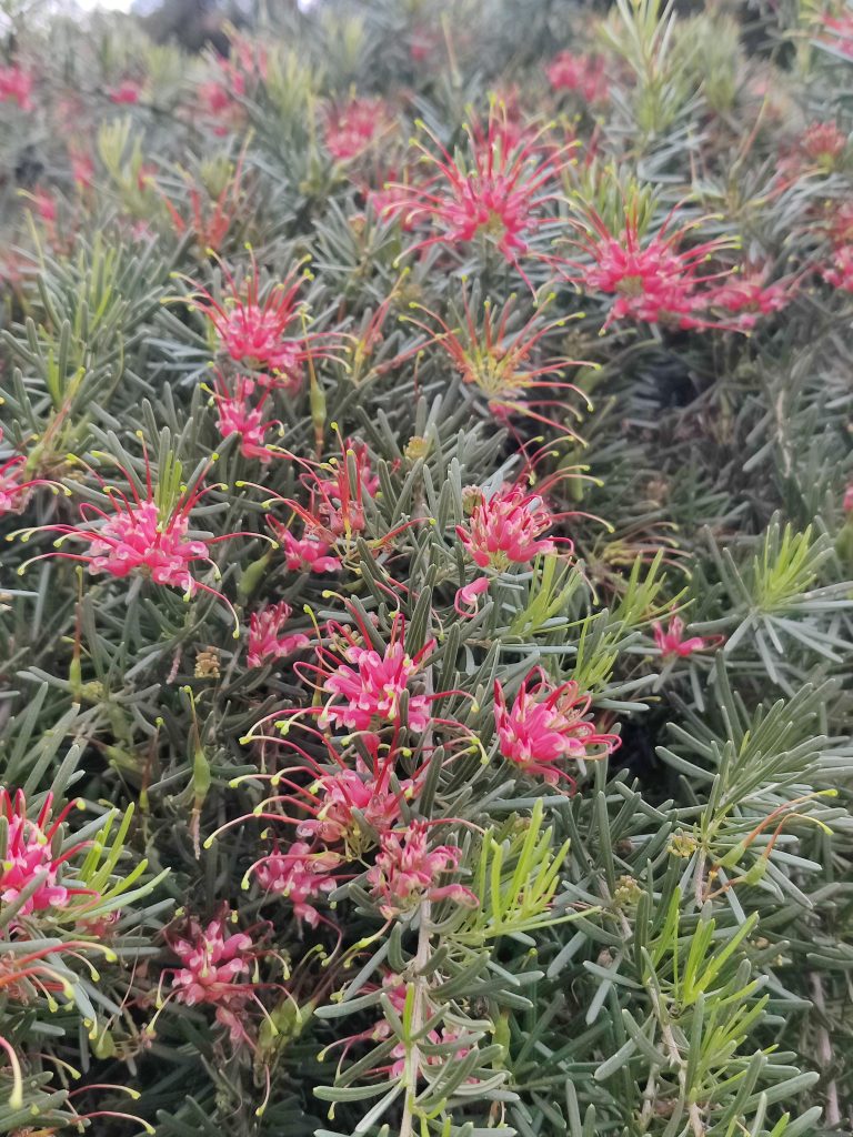 Grevillea_obtusifolia_Gingin_Gem_many_flowers_up1