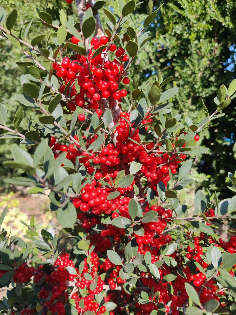 Ilex_vomitoria_Pride_of_Houston_fruit_up2