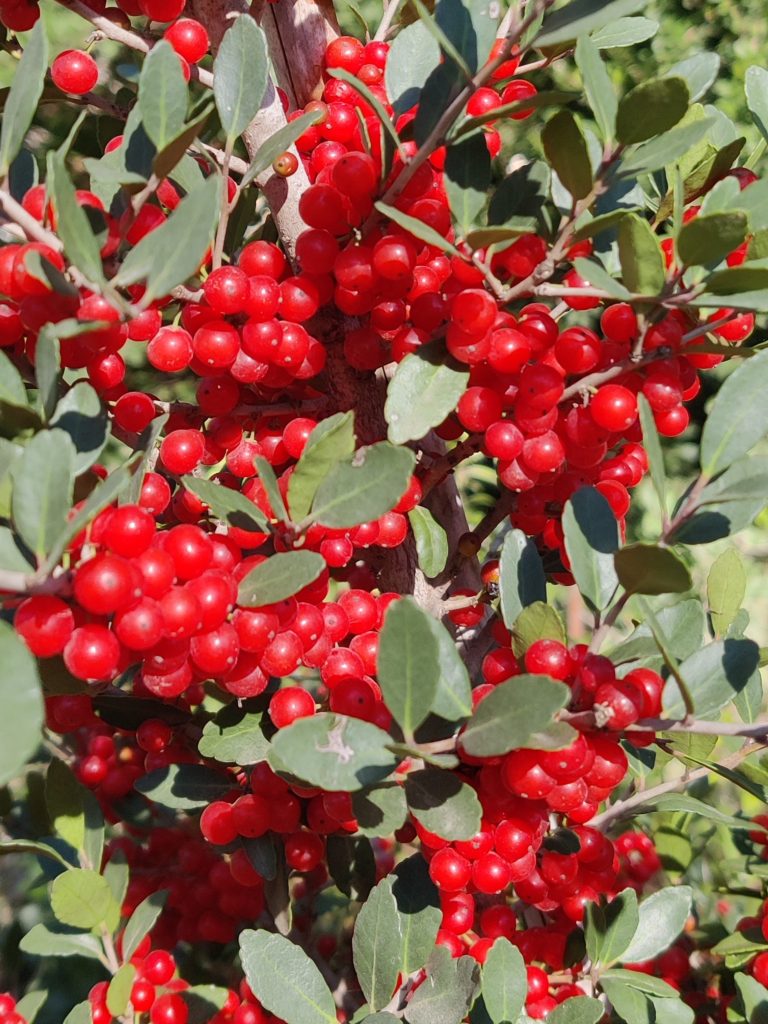 Ilex_vomitoria_Pride_of_Houston_fruit_up2_cut_up