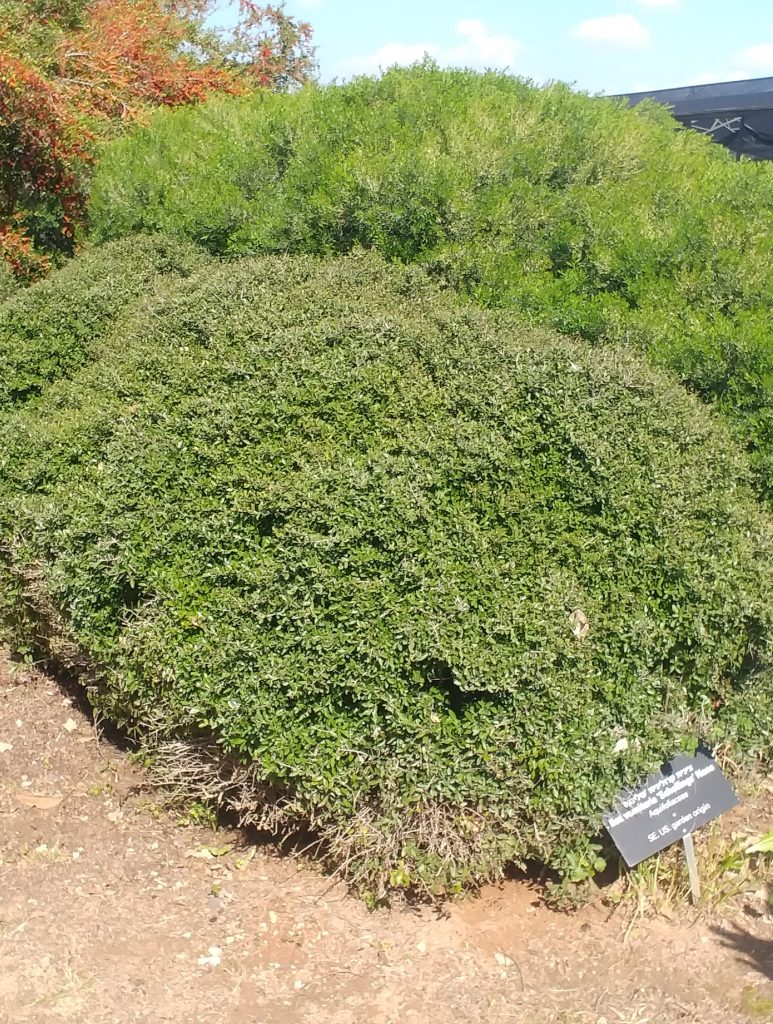 Ilex_vomitoria_Schillings_Dwarf_full1_cut_up