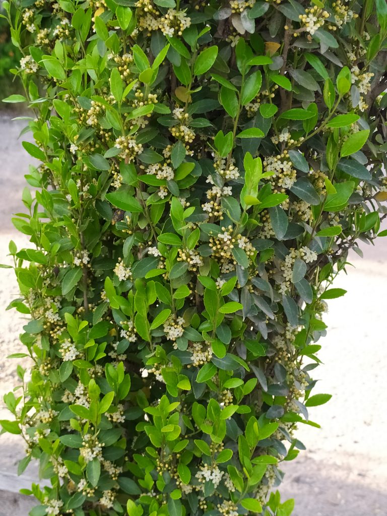 Ilex_vomitoria_Will_Fleming_flowers_leaves_up1