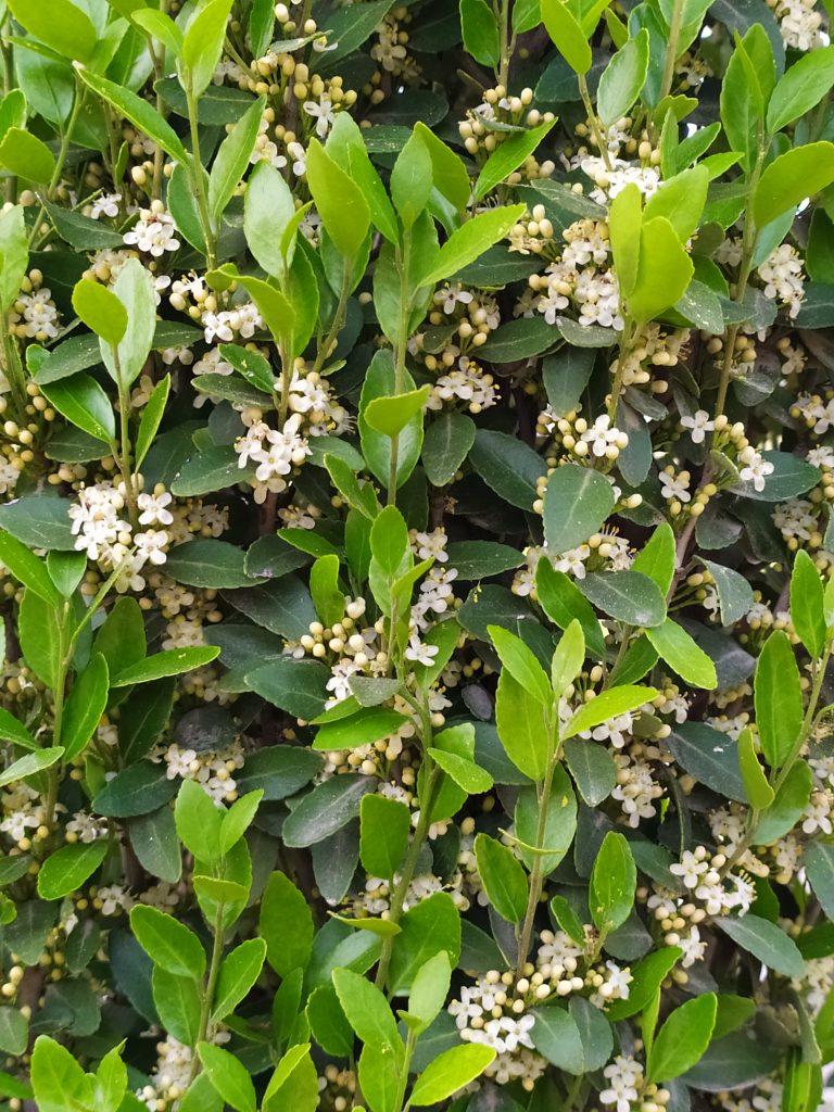 Ilex_vomitoria_Will_Fleming_flowers_leaves_up2