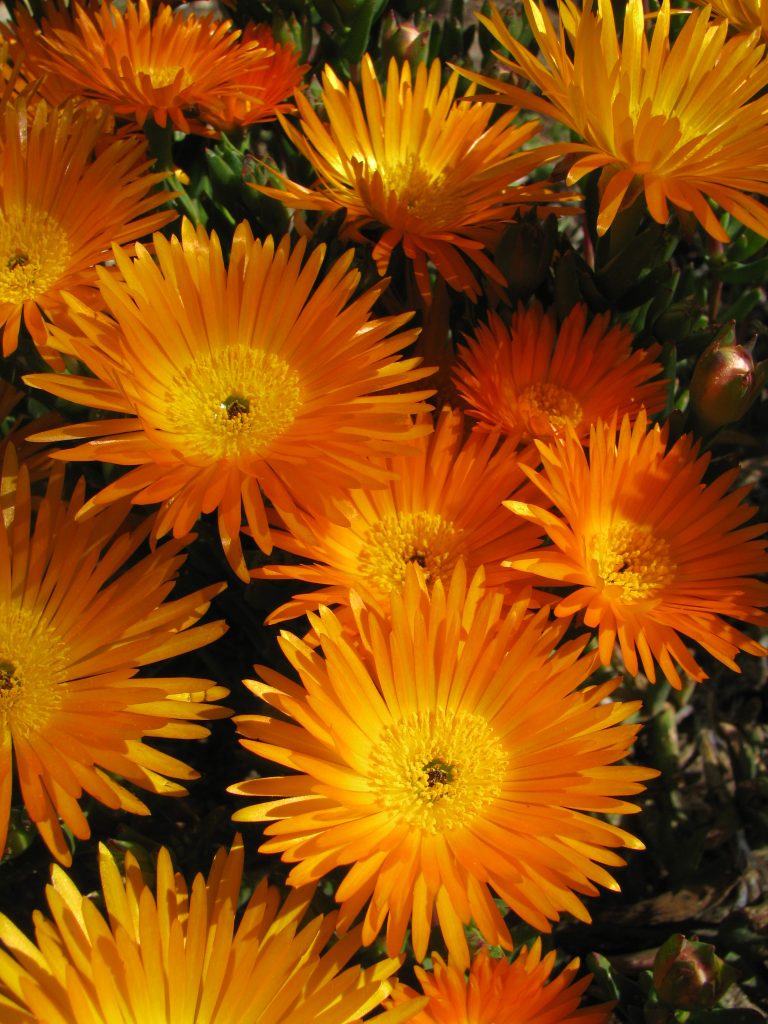 Lampranthus_aureus_Orange_form_flower_up1